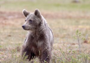 bear-6771842